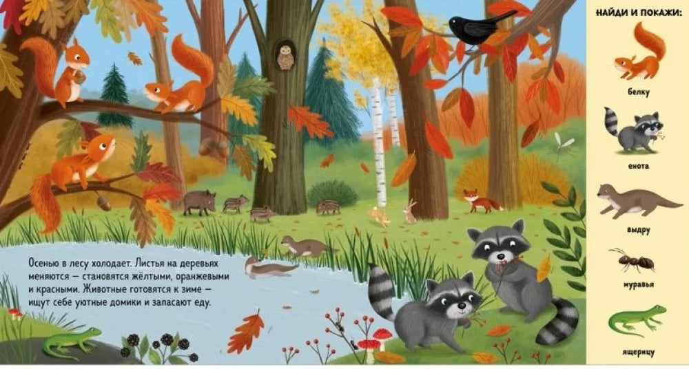 Find and show. Find and show. Animals in the forest