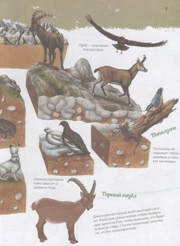 Animals