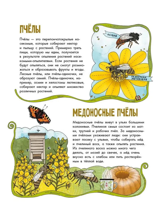 Insects