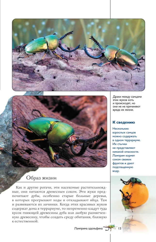 Насекомые. Иллюстрированный гид