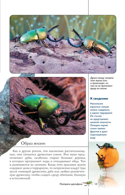 Насекомые. Иллюстрированный гид