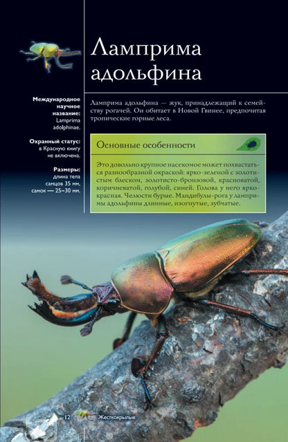 Насекомые. Иллюстрированный гид