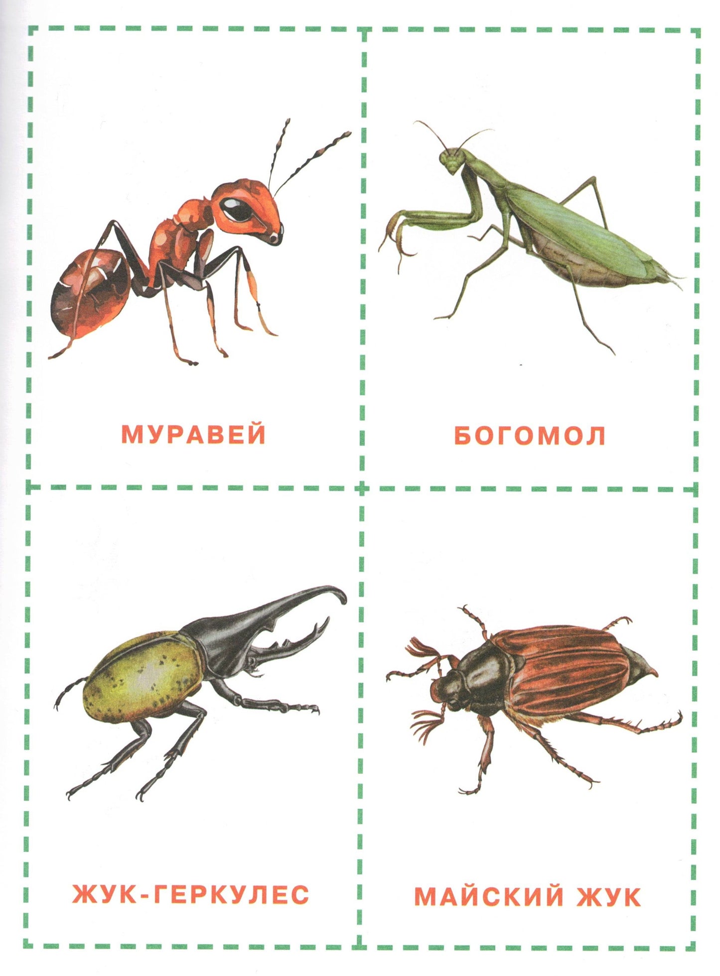 Glenn Doman's Neurotraining Cards: For ages 6 months and up