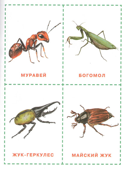 Glenn Doman's Neurotraining Cards: For ages 6 months and up