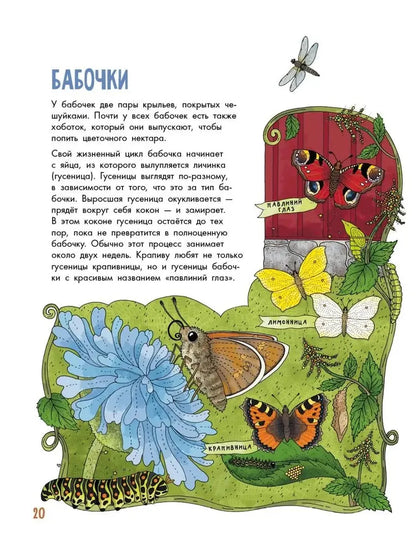 Насекомые