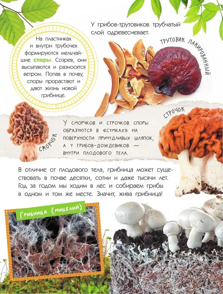 Mushrooms