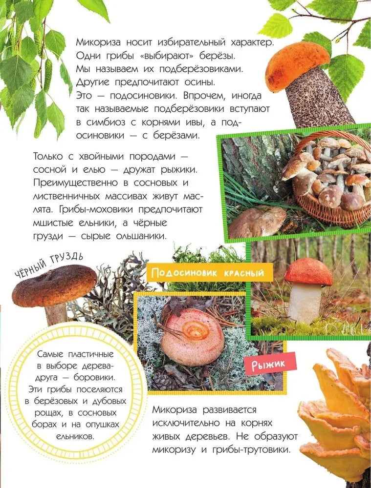 Mushrooms