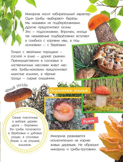 Mushrooms