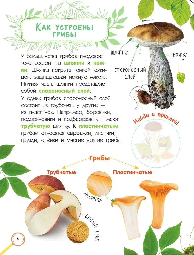 Mushrooms