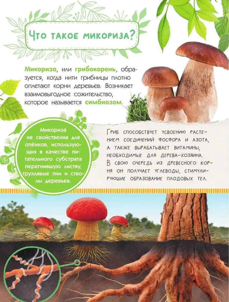 Mushrooms