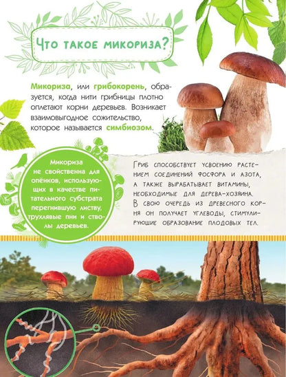 Mushrooms