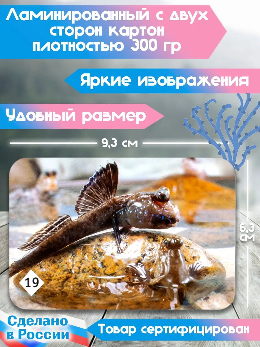 Мемо "Подводный мир"