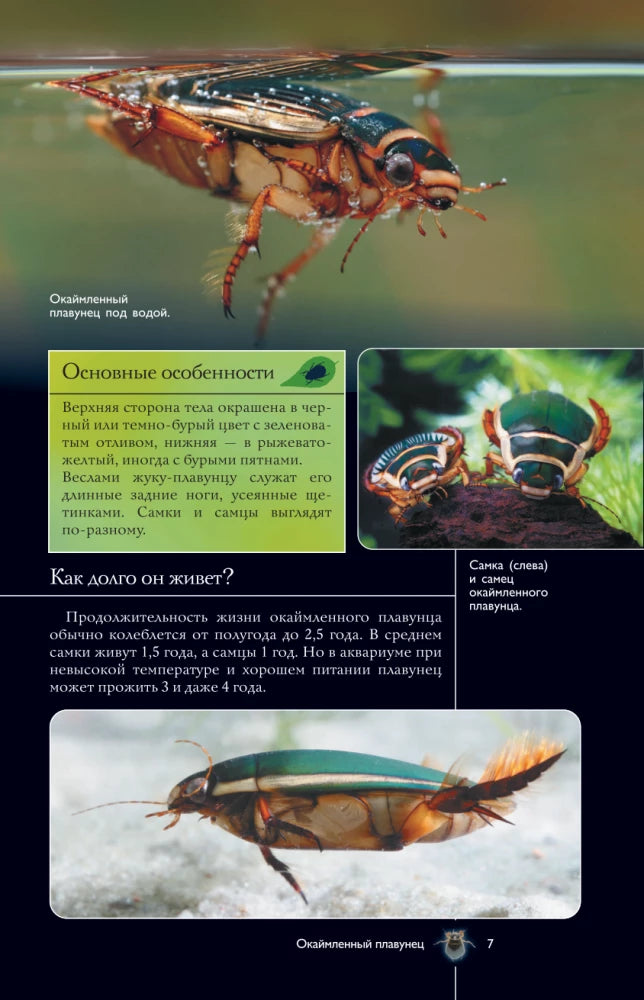 Насекомые. Иллюстрированный гид